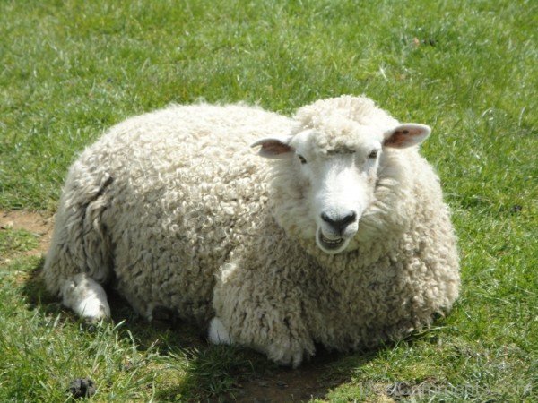 Sheep Sitting On Grass-DC021420