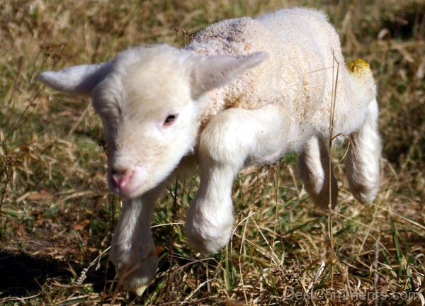 Sheep White Baby-DC021405
