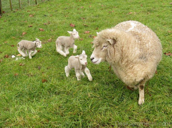 Sheep With Babies-DC021432