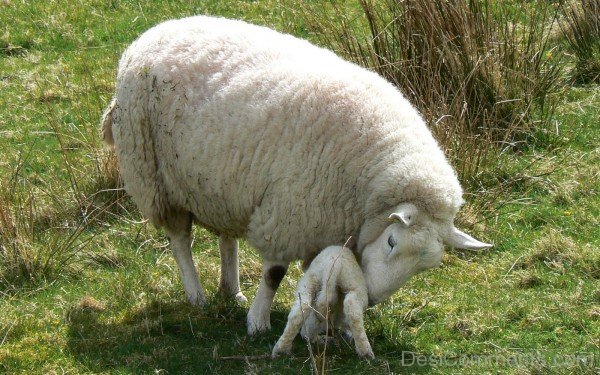 Sheep With Baby-DC021427