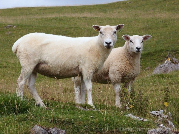 Sheep-DC021424