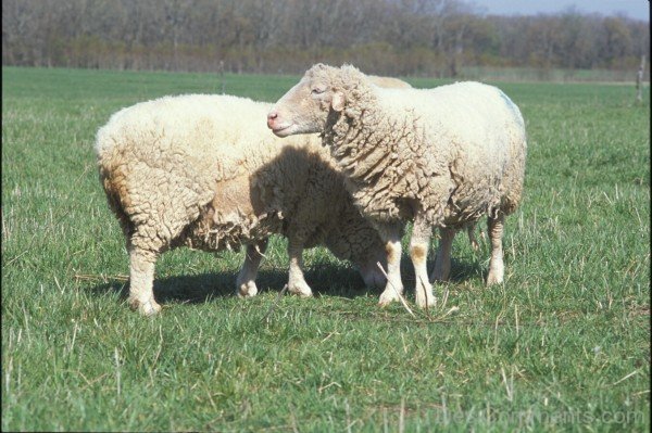 Sheep Eating Grass In Field-DC021425