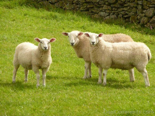 Sheep On Grass-DC021402