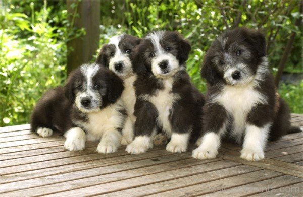 Sitting Bearded Collie Puppies-adb75635DC9DC35