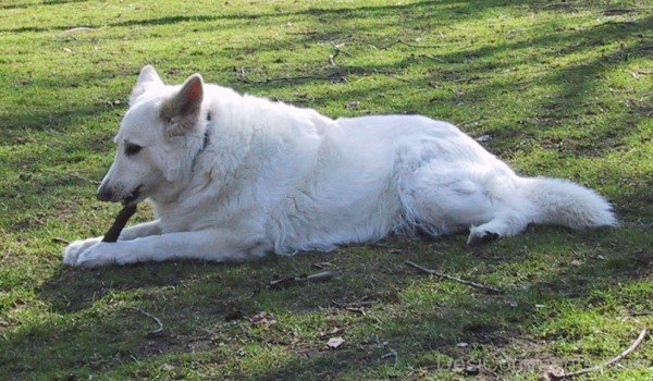 Sitting Berger Blanc Suisse Dog-ADB96361DC90DC61