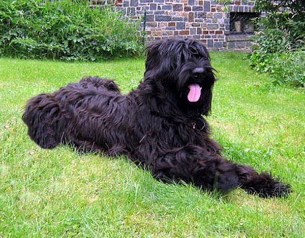Sitting Black Briard Dog-id058