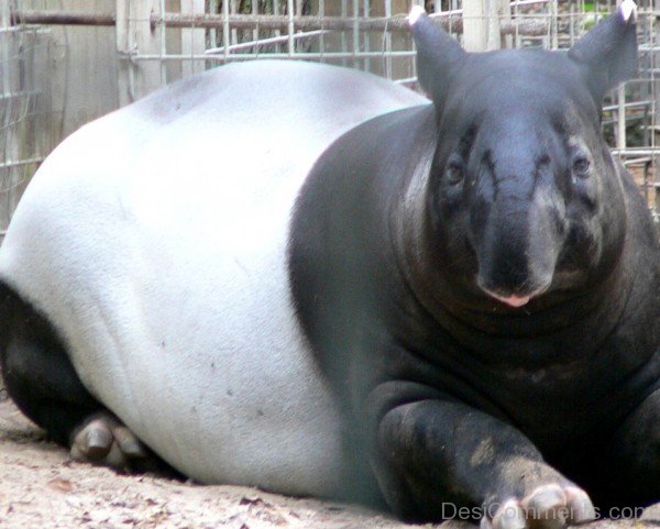 Sitting Tapir-db709