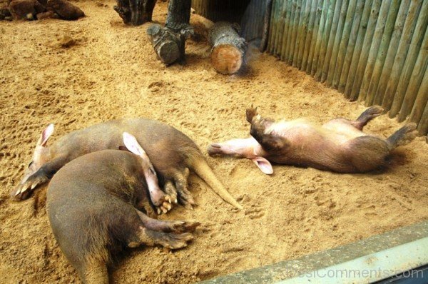 Sleeping Aardvarks-dc1230