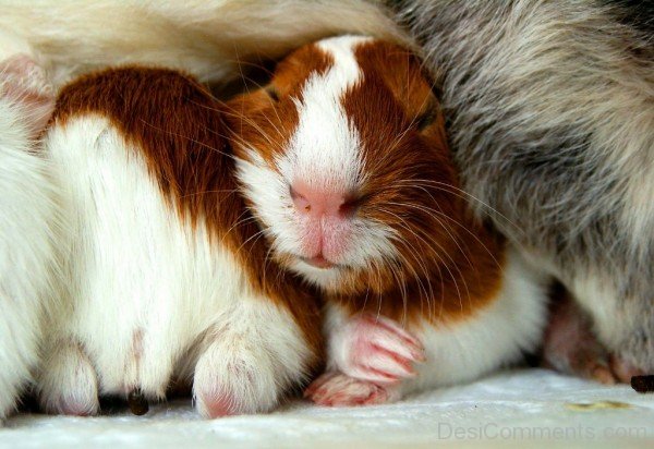 Sleeping Guinea Pig-rtev025