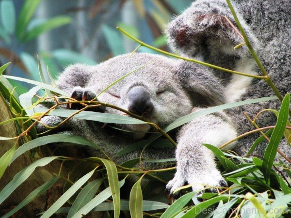Sleeping Koala-adb33desi033