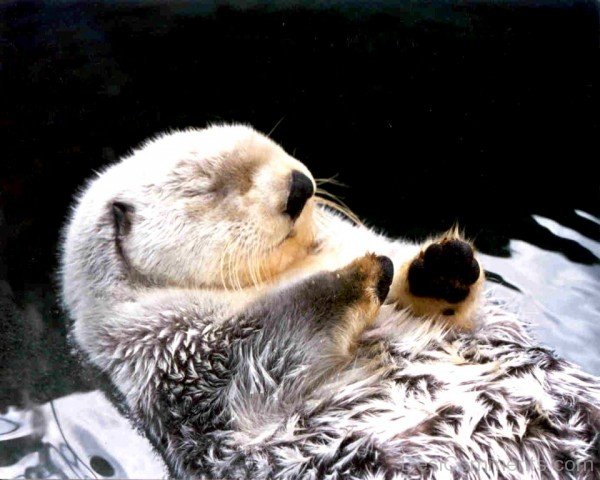 Sleeping Otter-db012