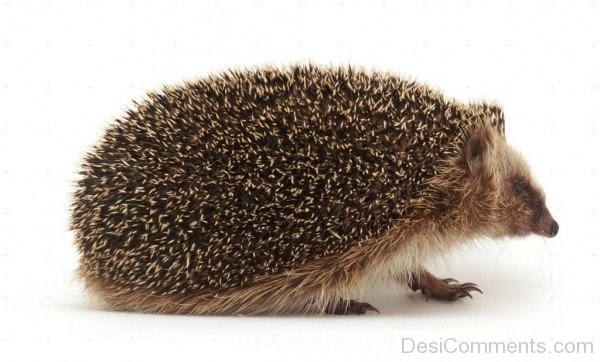 Small Hedgehog-dcpf37