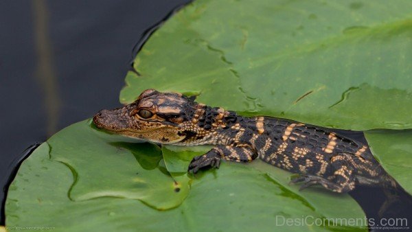 Small Alligator