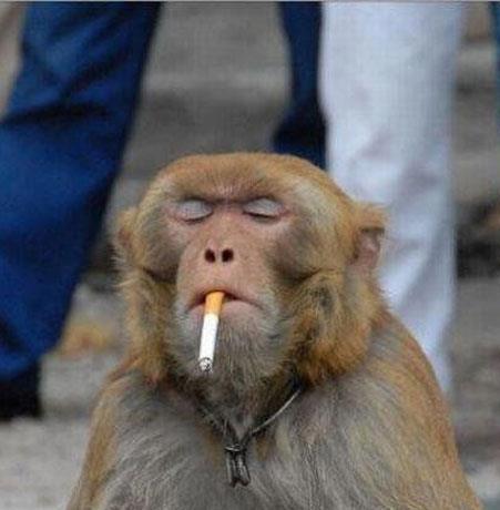 Smoking Monkey