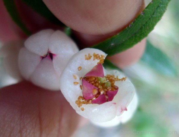 Snow Berry Flowers Image