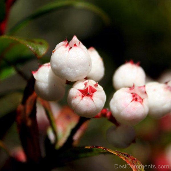 Snow Berry Flowers Photo