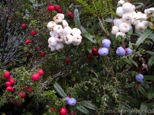 Snow Berry Flowers Picture-hbk9816D0C15