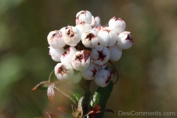 Snow Berry Flowers