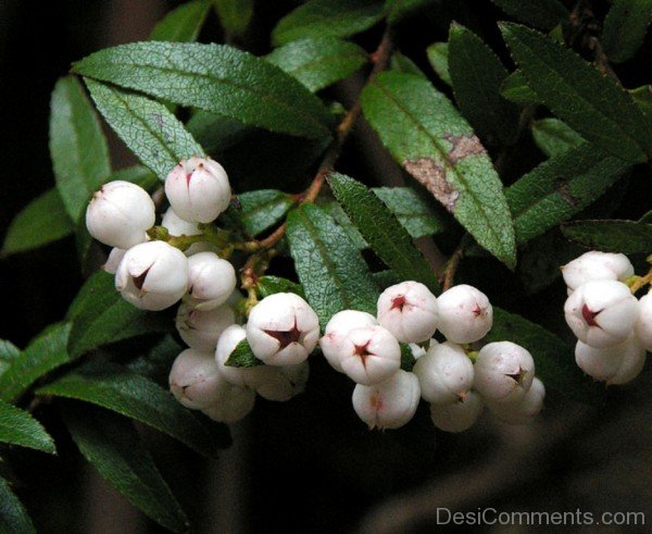 Snow Berry Image