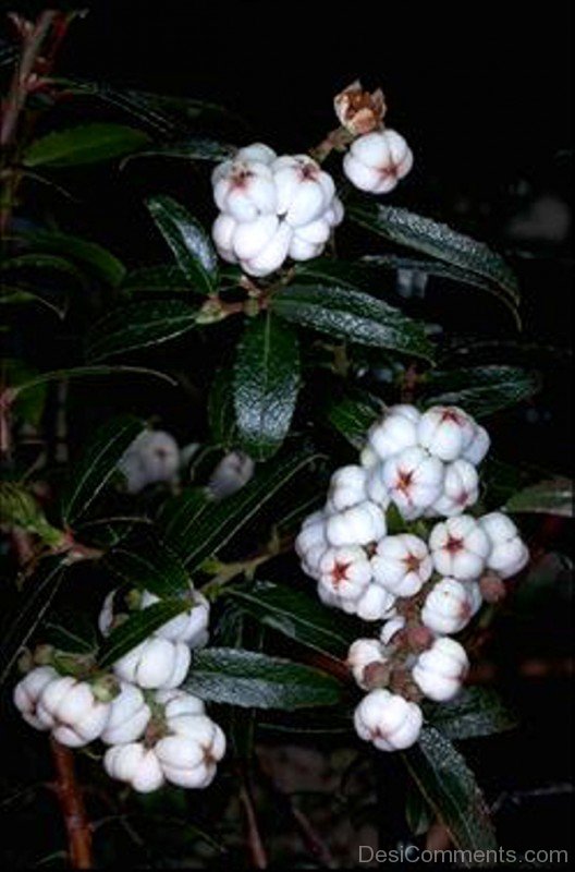 Snow Berry Photo
