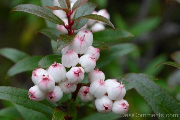Snow Berry Picture