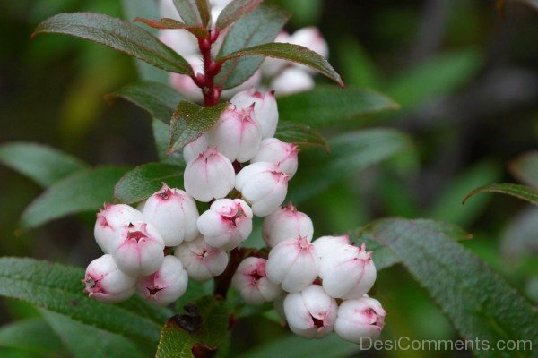 Snow Berry Picture-hbk9821D0C07