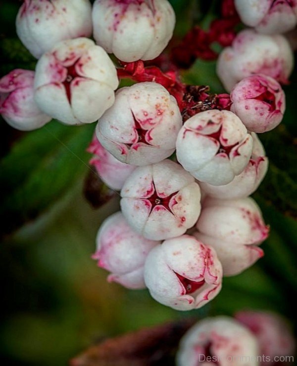 Snow Berry