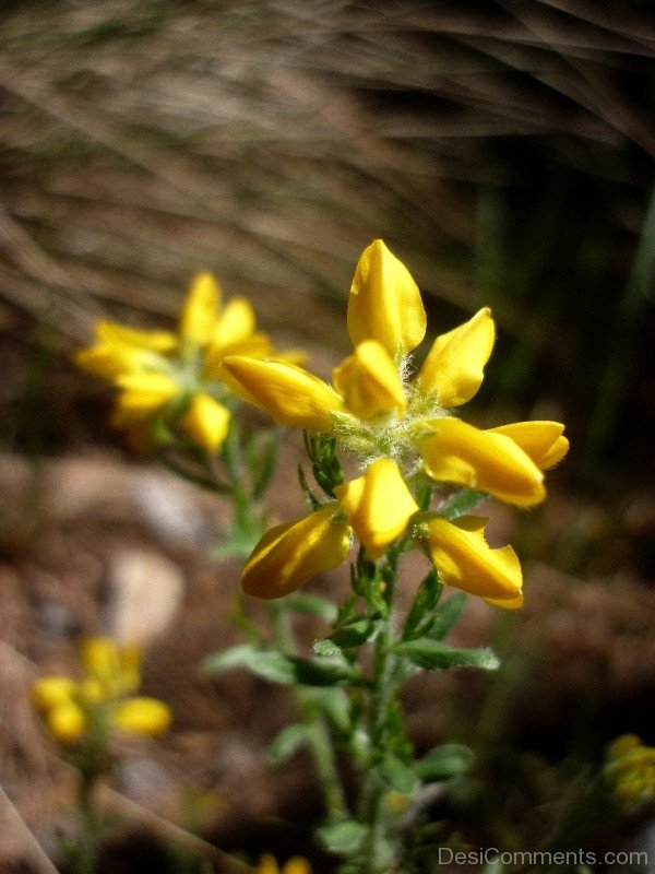 Spanish Gorse Flower-gta518DC00229