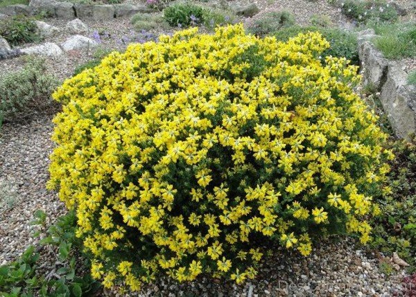 Spanish Gorse Flowers Image