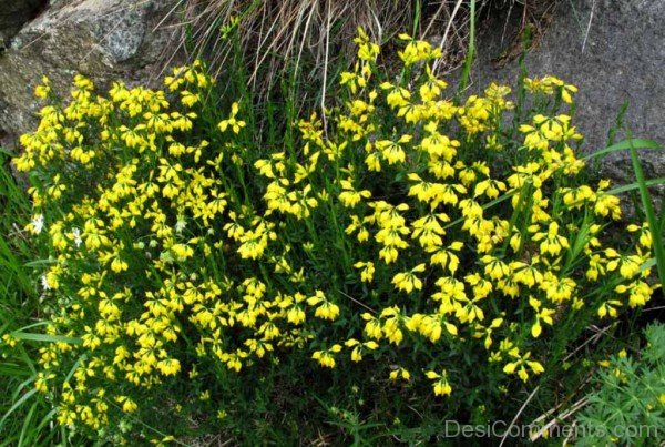 Spanish Gorse Flowers Photo