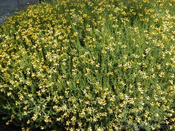 Spanish Gorse Flowers Picture