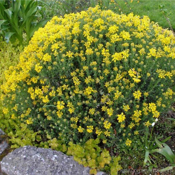 Spanish Gorse Flowers