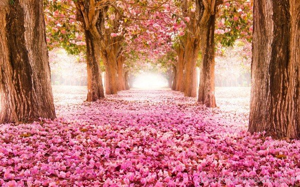 Spring Blossom Trees