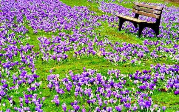 Spring With Purple Flowers