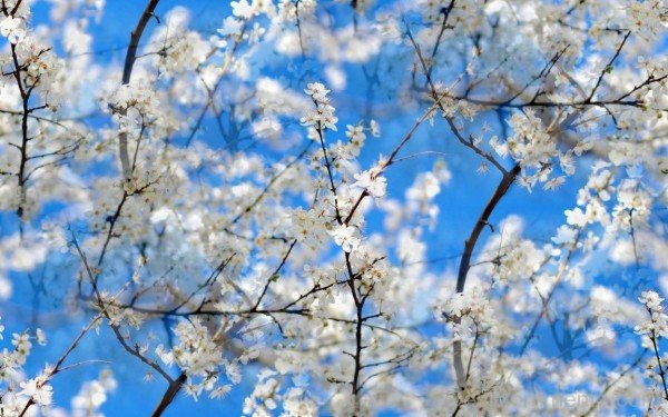 Spring With White Flowers