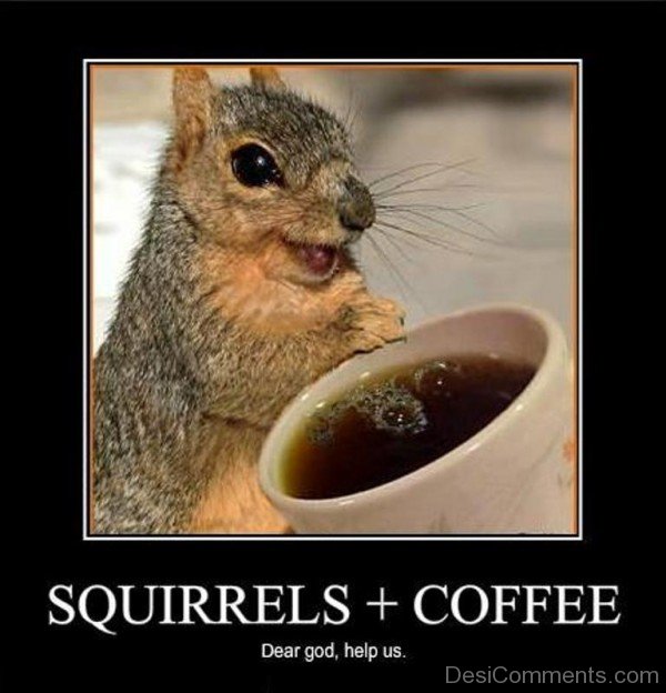 Squirrels And Coffee-fvt436DCrDC12