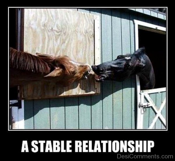 Stable Relationship Horse Funny