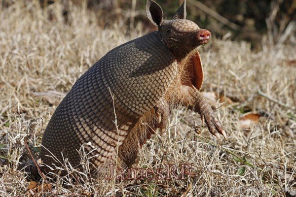 Standing Armadillo-db042