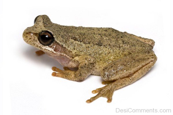 Image Of  Frog