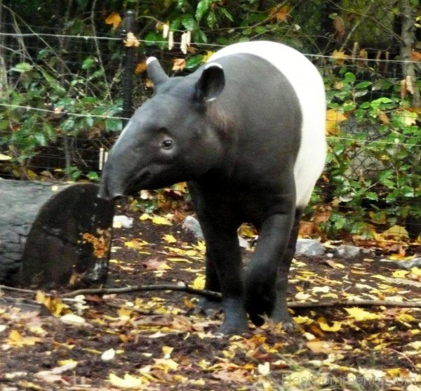 Tapir 1-db710