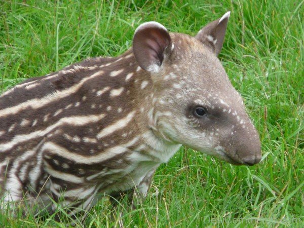 Tapir Baby On Grass-db711