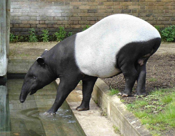 Tapir Drinking Water-db712