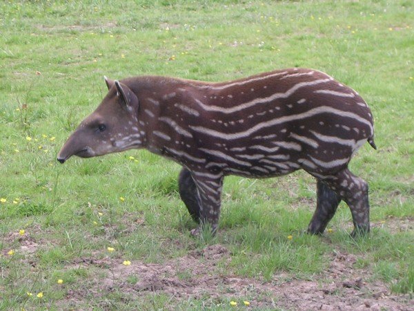 Tapir In Field-db713