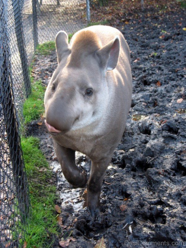 Tapir In Mud-db714