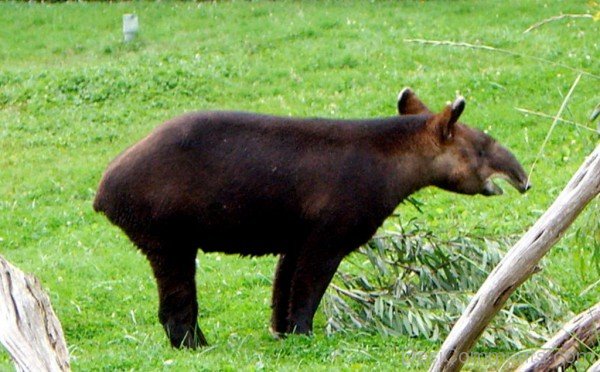 Tapir On Green Grass-db715