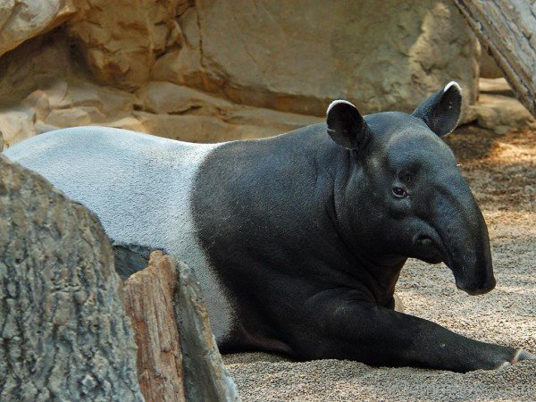 Tapir Sitting On Sand-db716