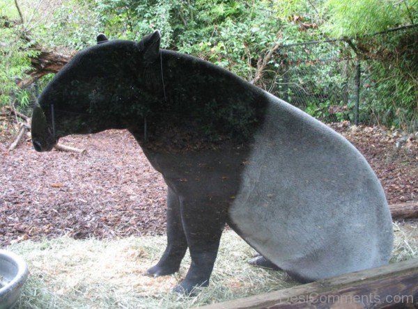 Tapir Sitting-db717