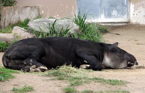 Tapir Sleeping-db718
