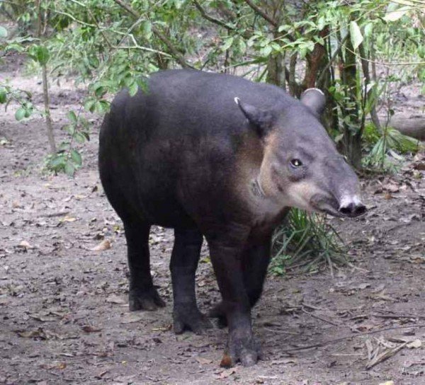 Tapir Walking In Forest-db719
