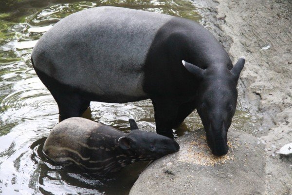 Tapir With Baby In Water-db721